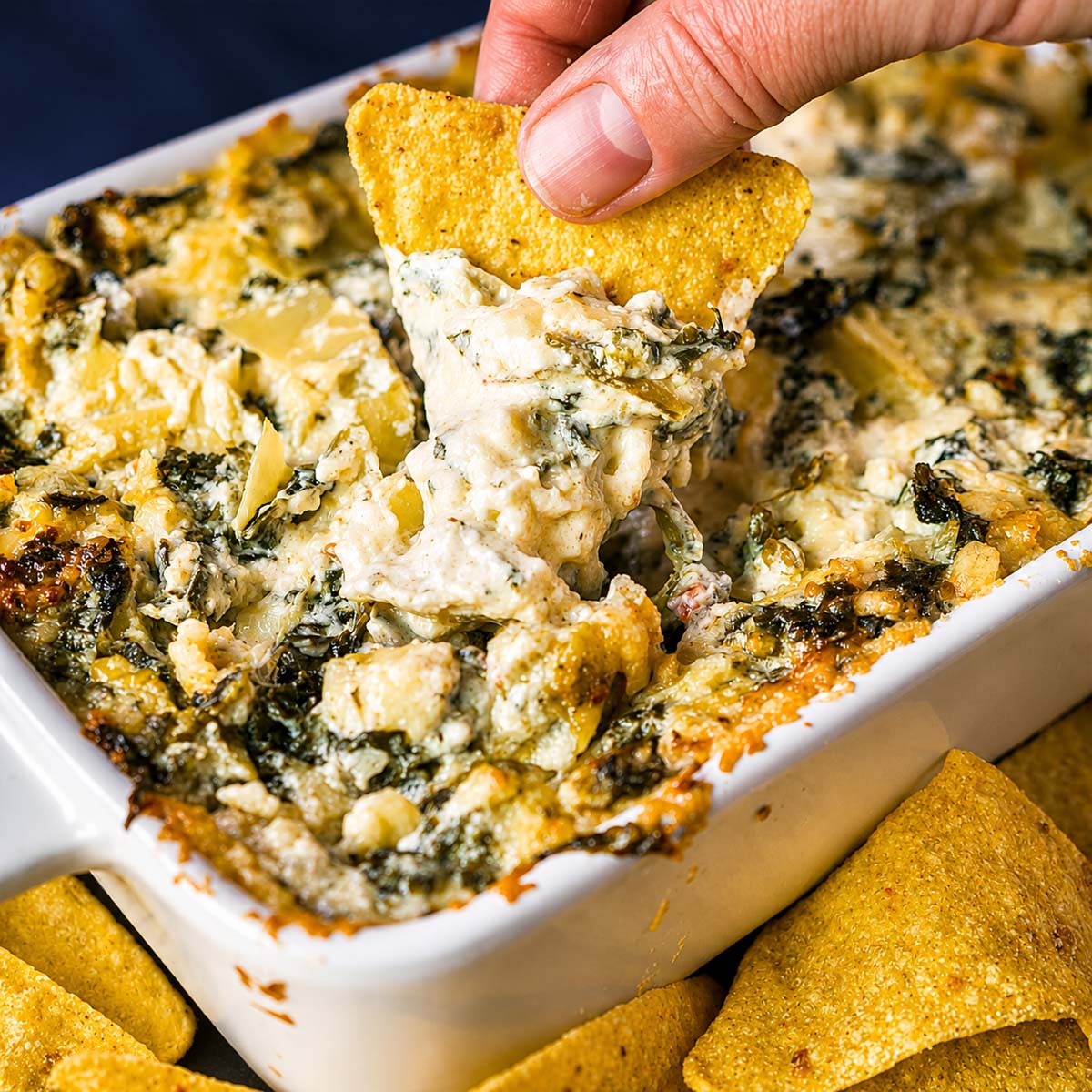 Spinach artichoke dip in a white baking dish with a tortilla chip scooping the creamy, cheesy dip.